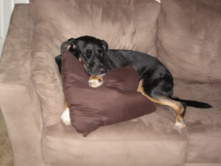 Brodie, a German Shepherd Dog and Dalmatian mix tested with EmbarkVet.com