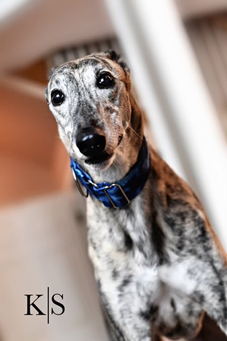 Xabi, a Greyhound tested with EmbarkVet.com