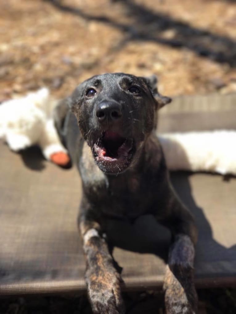 E'Bob, a Dutch Shepherd tested with EmbarkVet.com