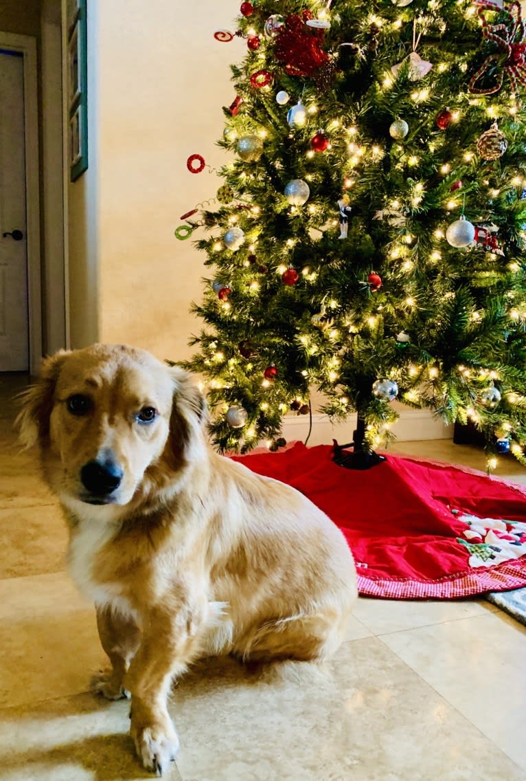 Khaleesi, a Rottweiler and German Shepherd Dog mix tested with EmbarkVet.com