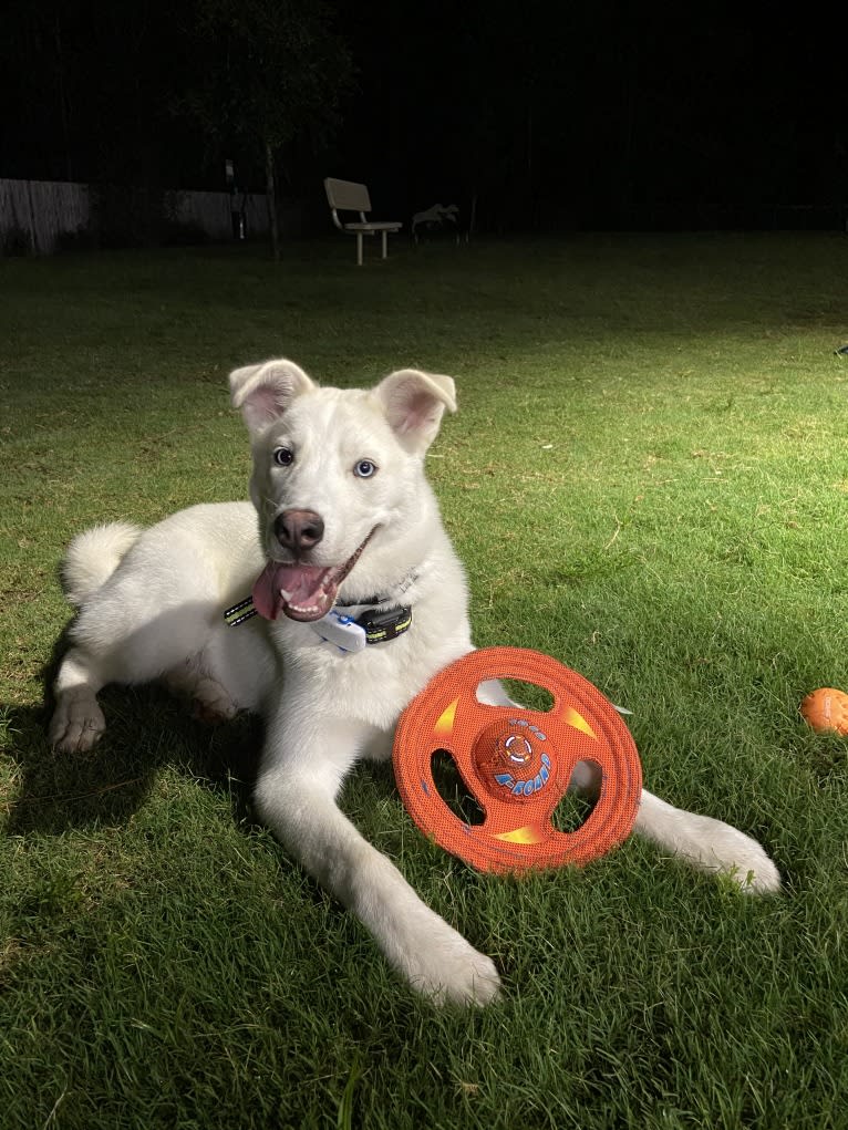 Dash, a Gerberian Shepsky (12.7% unresolved) tested with EmbarkVet.com