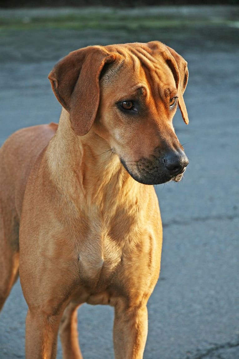 Keira, a Rhodesian Ridgeback tested with EmbarkVet.com