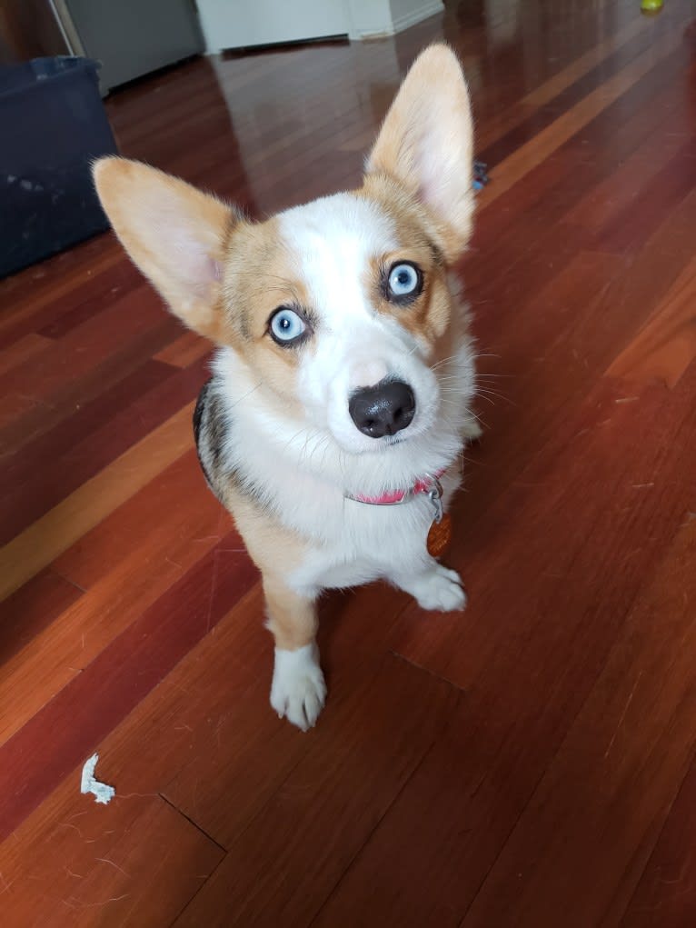 Luna Lu, a Pembroke Welsh Corgi tested with EmbarkVet.com