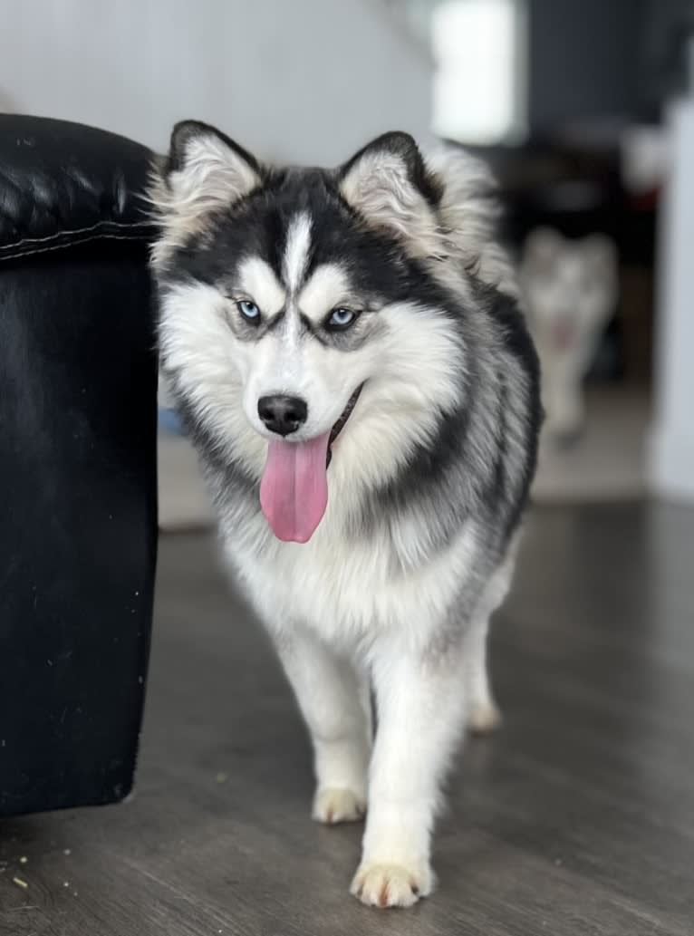 Peaches, a Siberian Husky and Pomeranian mix tested with EmbarkVet.com