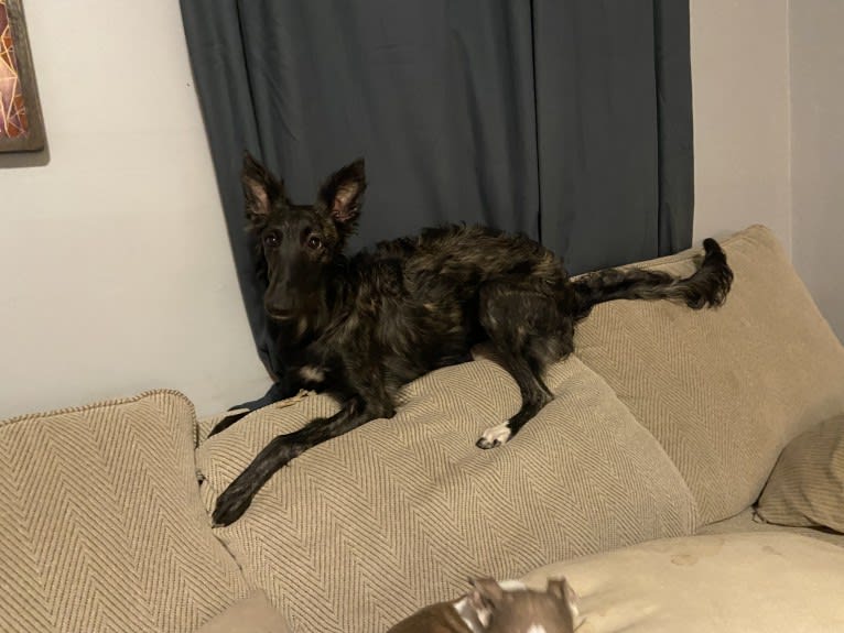 Willow, a Silken Windhound tested with EmbarkVet.com
