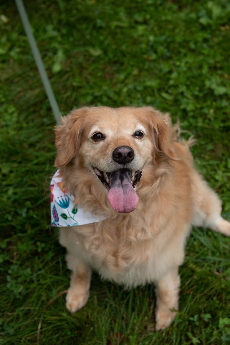 Muppy, a Cocker Spaniel and Rat Terrier mix tested with EmbarkVet.com