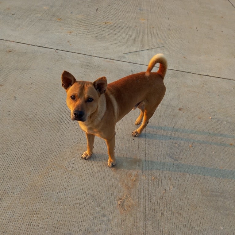 Dingo, a Southeast Asian Village Dog tested with EmbarkVet.com
