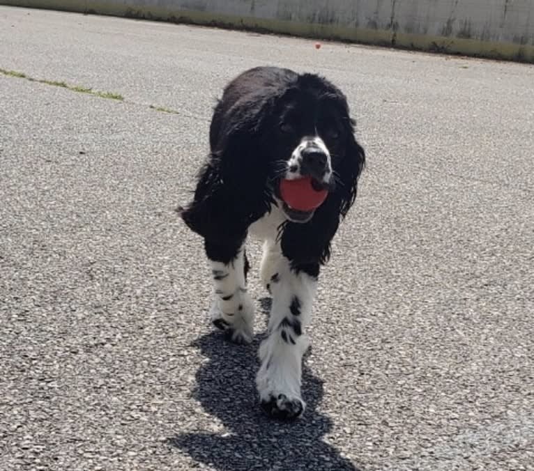 Ricky, a Cocker Spaniel tested with EmbarkVet.com