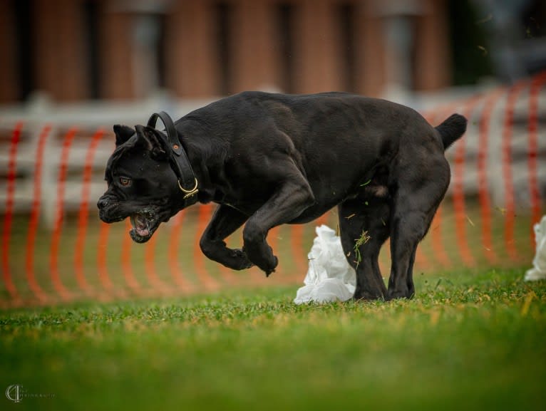 Diesel, a Cane Corso tested with EmbarkVet.com