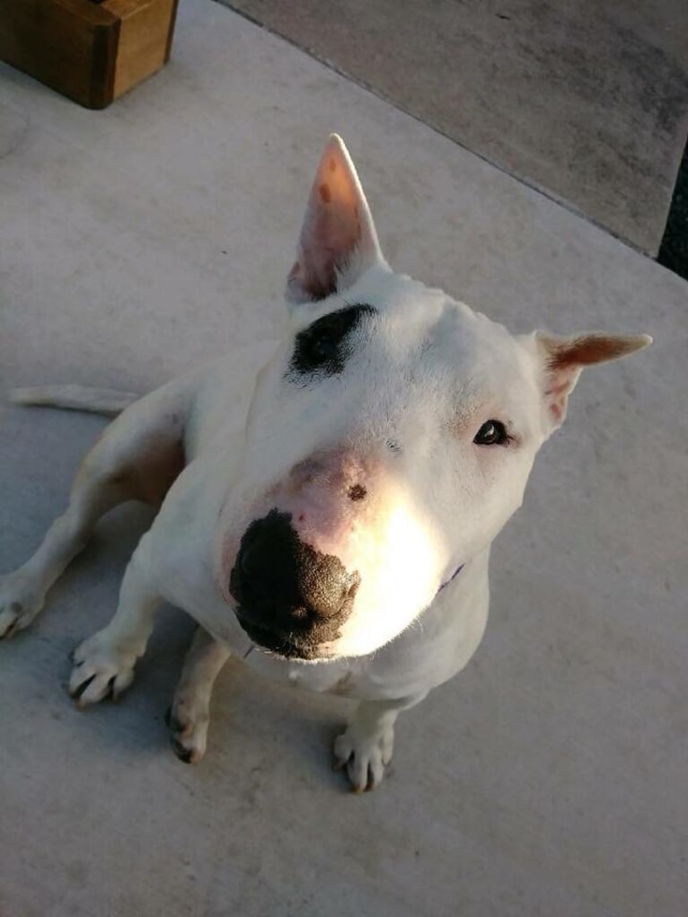 Gino, a Bull Terrier tested with EmbarkVet.com