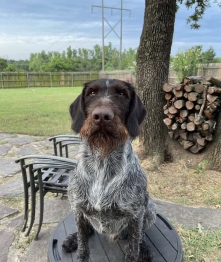 Jocko, a German Wirehaired Pointer tested with EmbarkVet.com