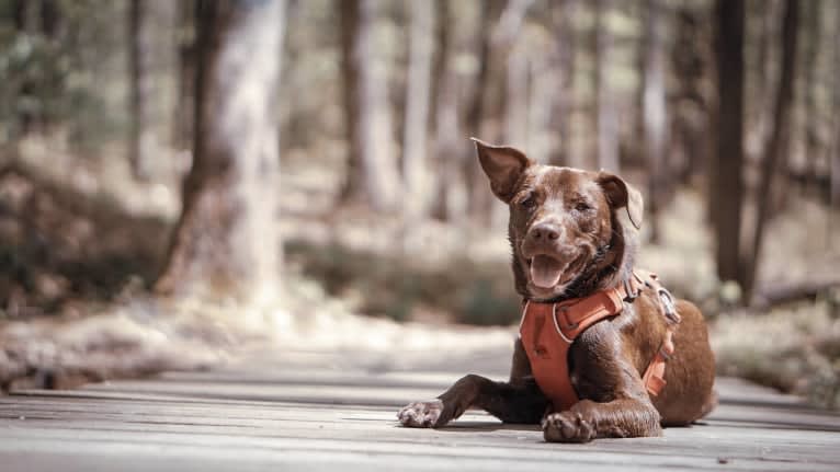 Ollie, an American Pit Bull Terrier and Beagle mix tested with EmbarkVet.com