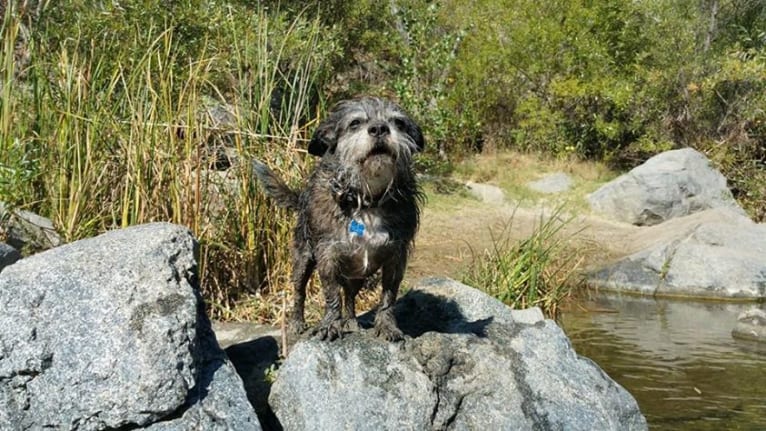 Pan, a Boston Terrier and Poodle (Small) mix tested with EmbarkVet.com