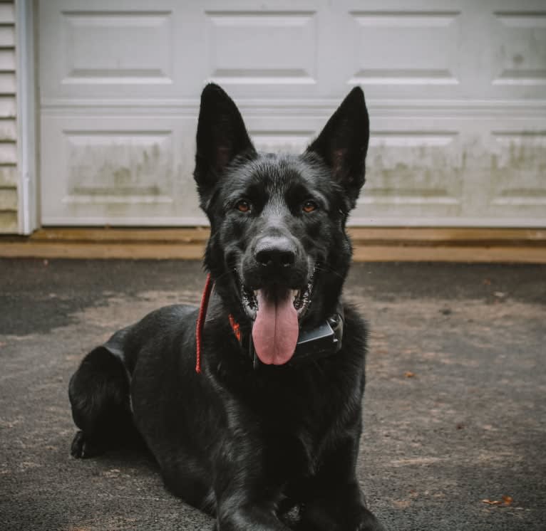 Harley, a German Shepherd Dog and Australian Shepherd mix tested with EmbarkVet.com