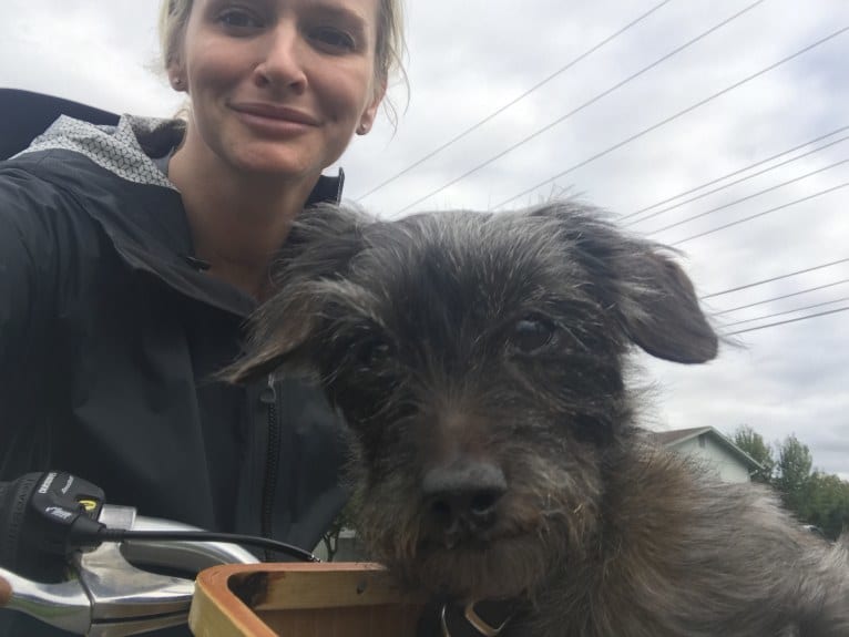 Toto, a Yorkshire Terrier and Dachshund mix tested with EmbarkVet.com