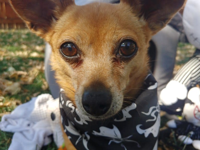 Zero, a Chihuahua and Yorkshire Terrier mix tested with EmbarkVet.com