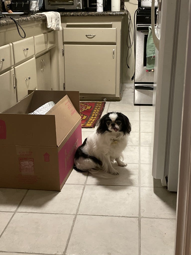 Alvie, a Japanese Chin tested with EmbarkVet.com