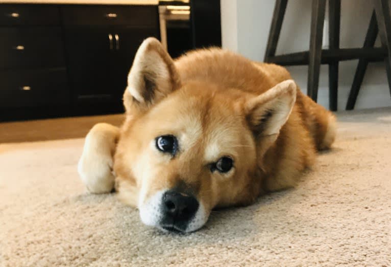 Phoebe Jean, a Jindo tested with EmbarkVet.com