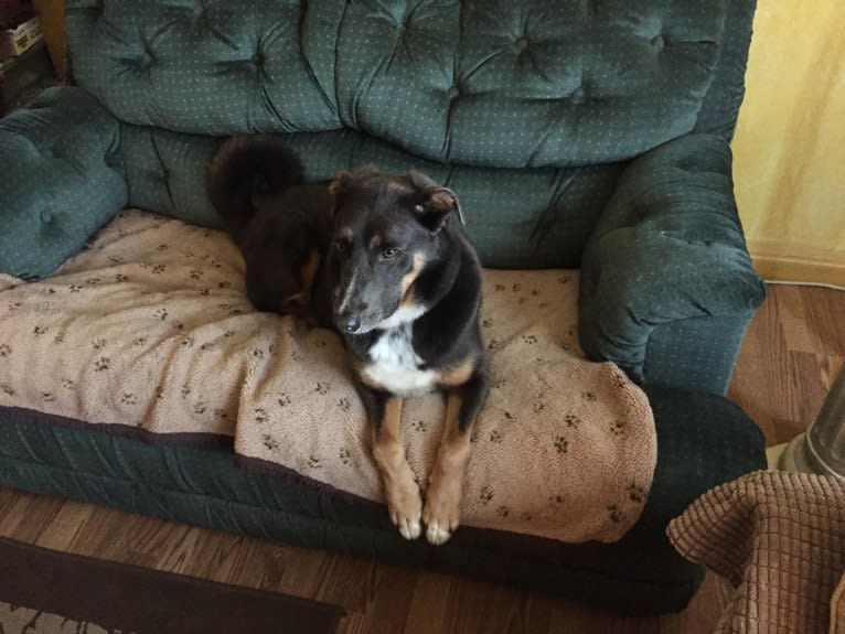 Hudson, a Catahoula Leopard Dog and German Shepherd Dog mix tested with EmbarkVet.com