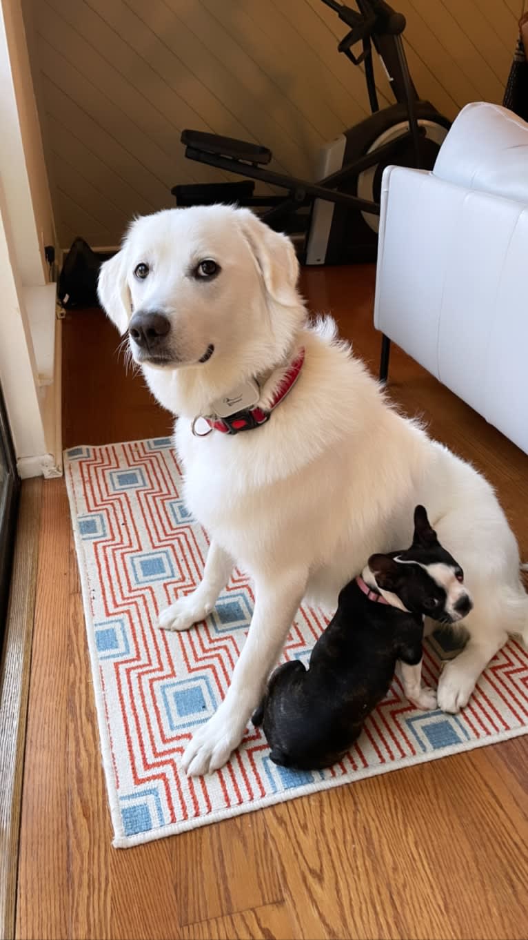 Opal, a Great Pyrenees and German Shepherd Dog mix tested with EmbarkVet.com