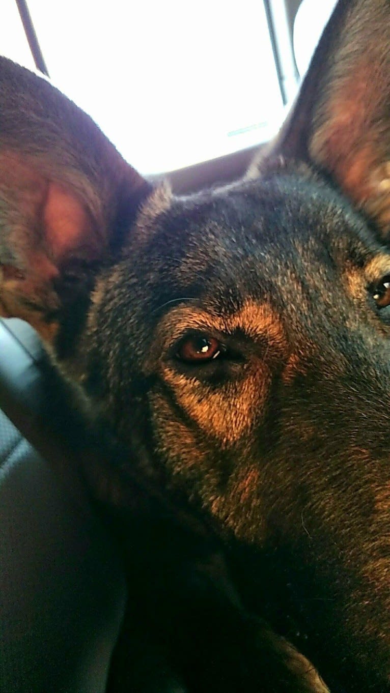 Matthias, a German Shepherd Dog tested with EmbarkVet.com