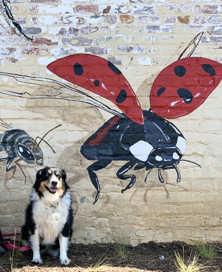 Scarlett, a Brittany and Australian Shepherd mix tested with EmbarkVet.com