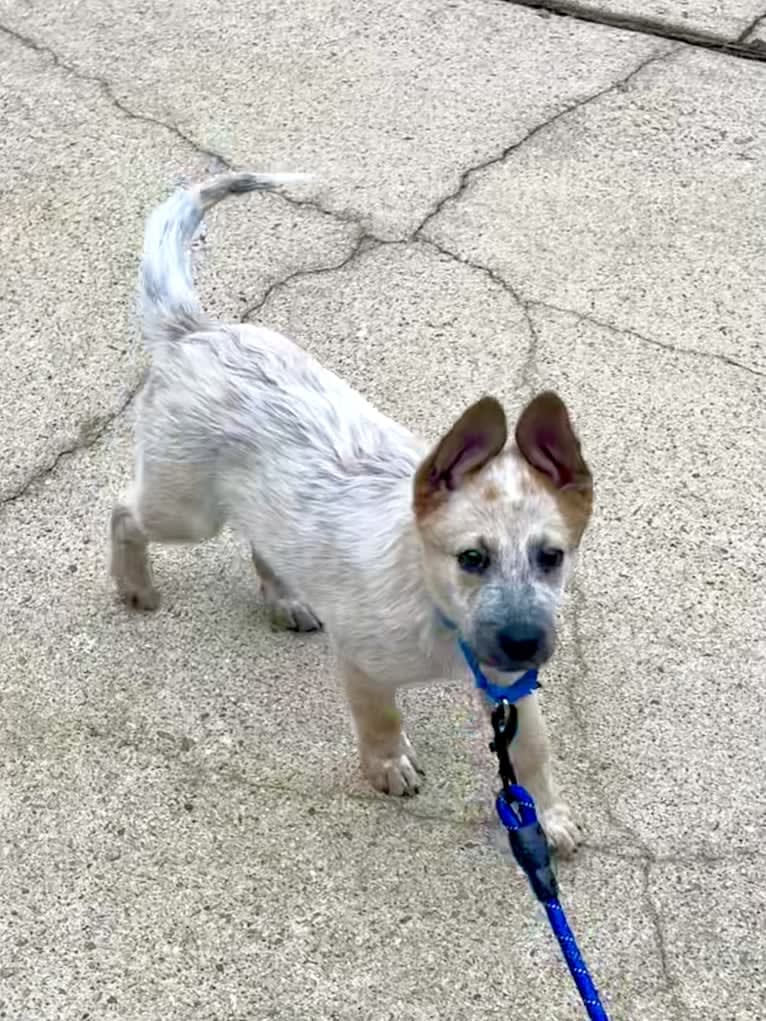 RAWLIE RIGGS, an Australian Cattle Dog and Poodle (Small) mix tested with EmbarkVet.com