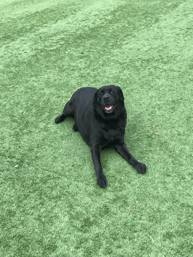 Benjen, a Bulldog and Neapolitan Mastiff mix tested with EmbarkVet.com