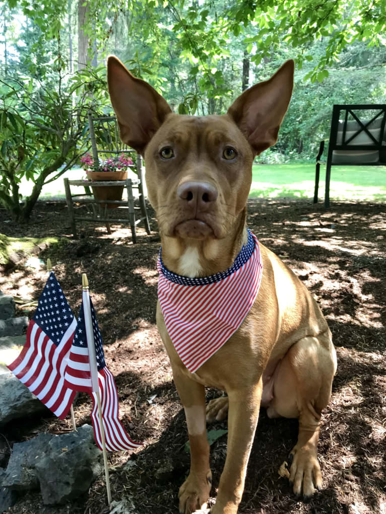 Bella, an American Pit Bull Terrier and Golden Retriever mix tested with EmbarkVet.com