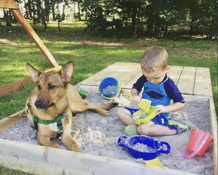 Oakley, a German Shepherd Dog and Chinese Shar-Pei mix tested with EmbarkVet.com