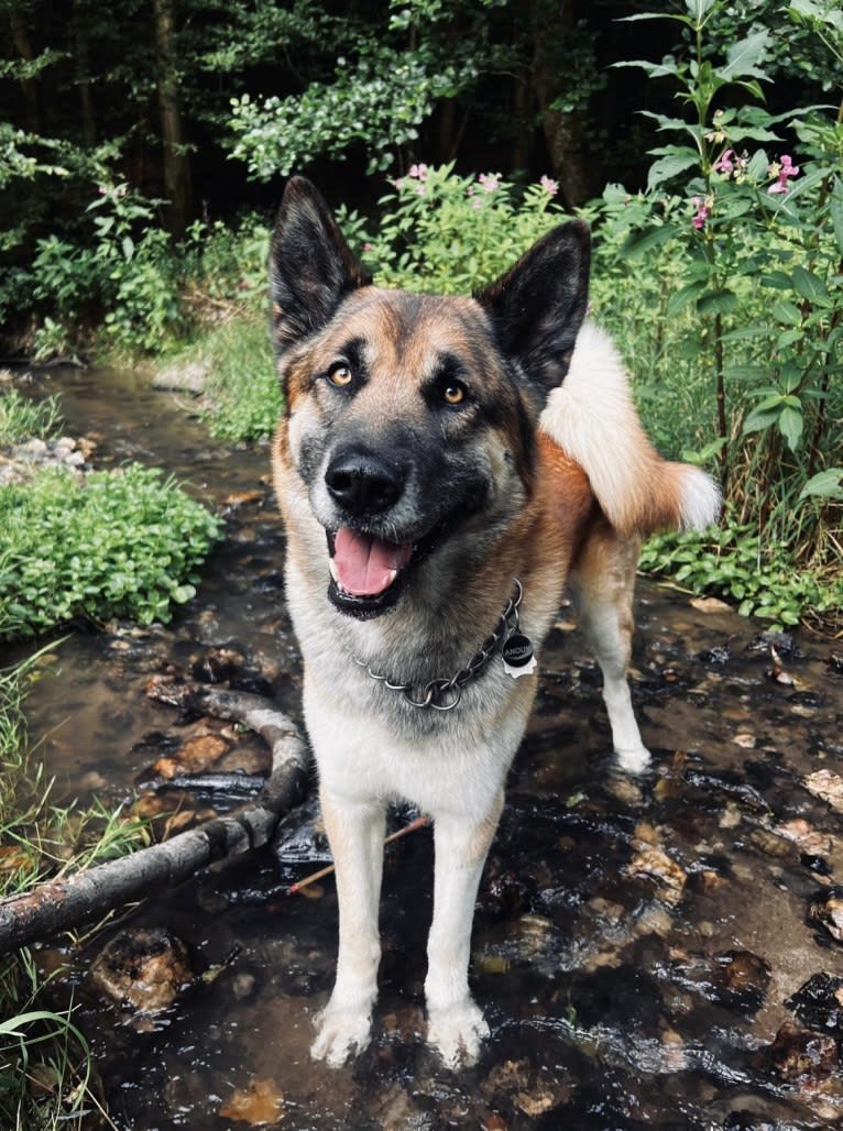 Anouk, a Yakutian Laika and Akita Inu mix tested with EmbarkVet.com