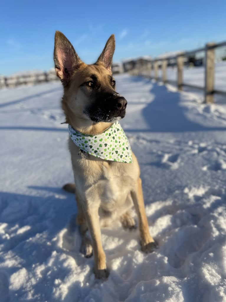 Enzo, a Siberian Husky and German Shepherd Dog mix tested with EmbarkVet.com