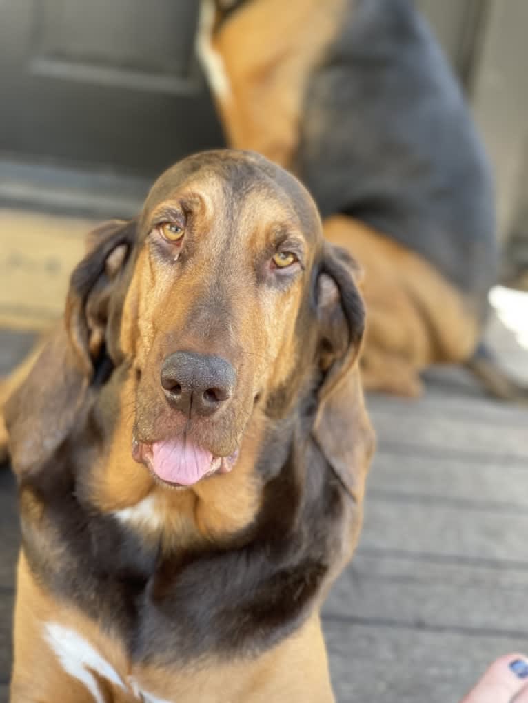 Willow Viduya, a Bloodhound tested with EmbarkVet.com