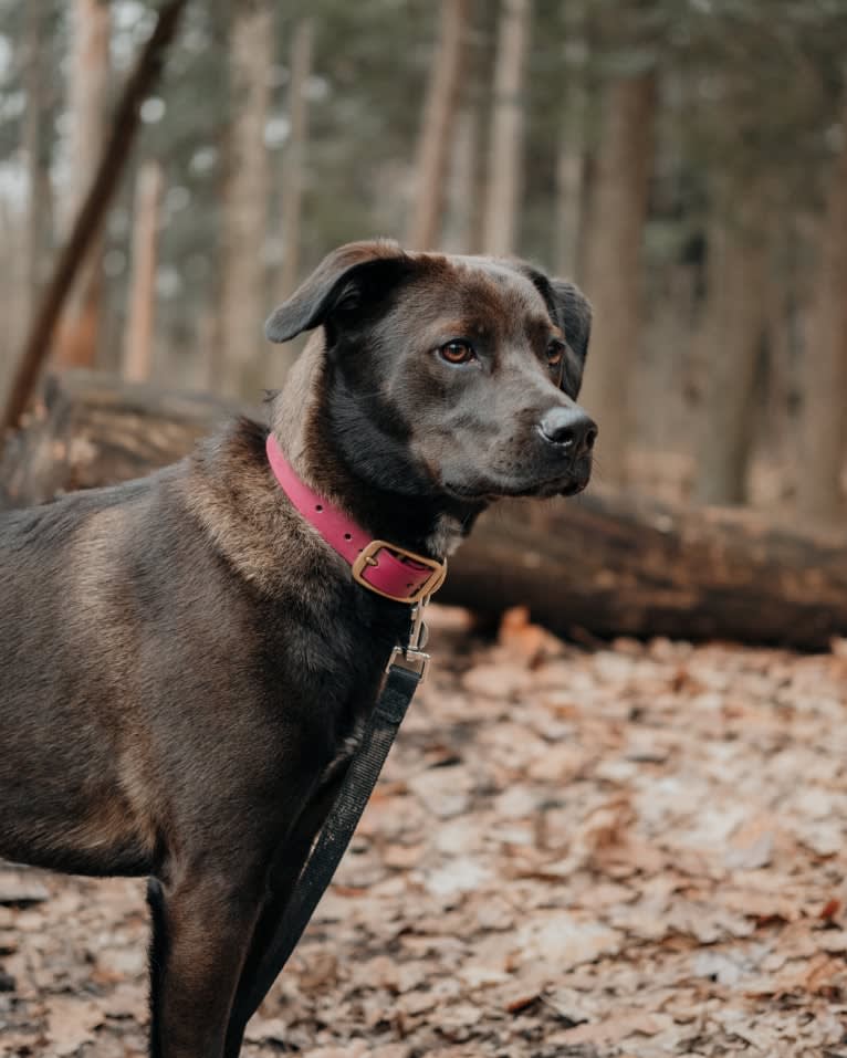 Mabel, a German Shepherd Dog and Boxer mix tested with EmbarkVet.com