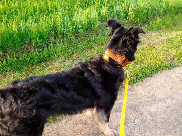 Maple, an English Shepherd tested with EmbarkVet.com