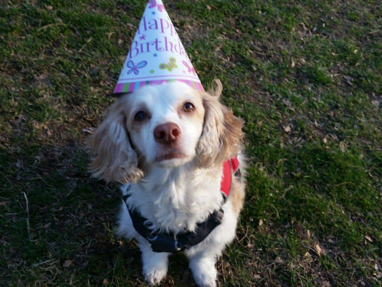 Emily, a Chihuahua and Cocker Spaniel mix tested with EmbarkVet.com