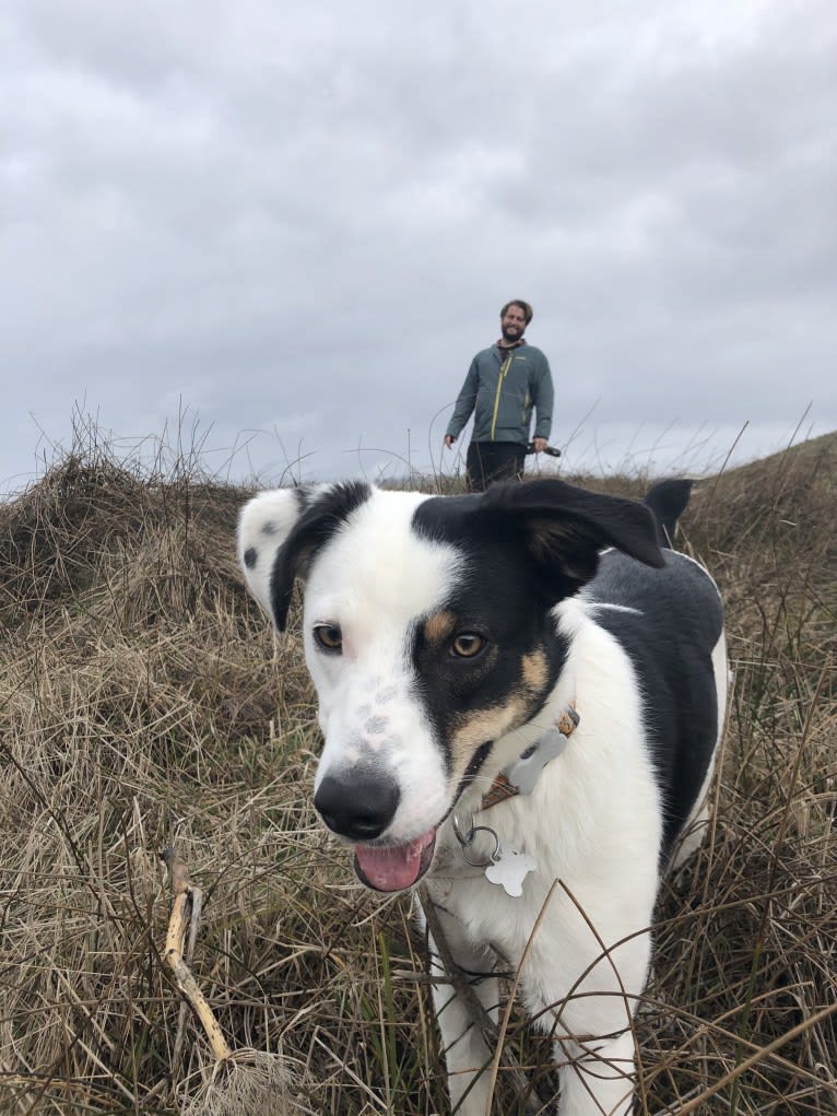 Auzzie, a Border Collie and Australian Cattle Dog mix tested with EmbarkVet.com