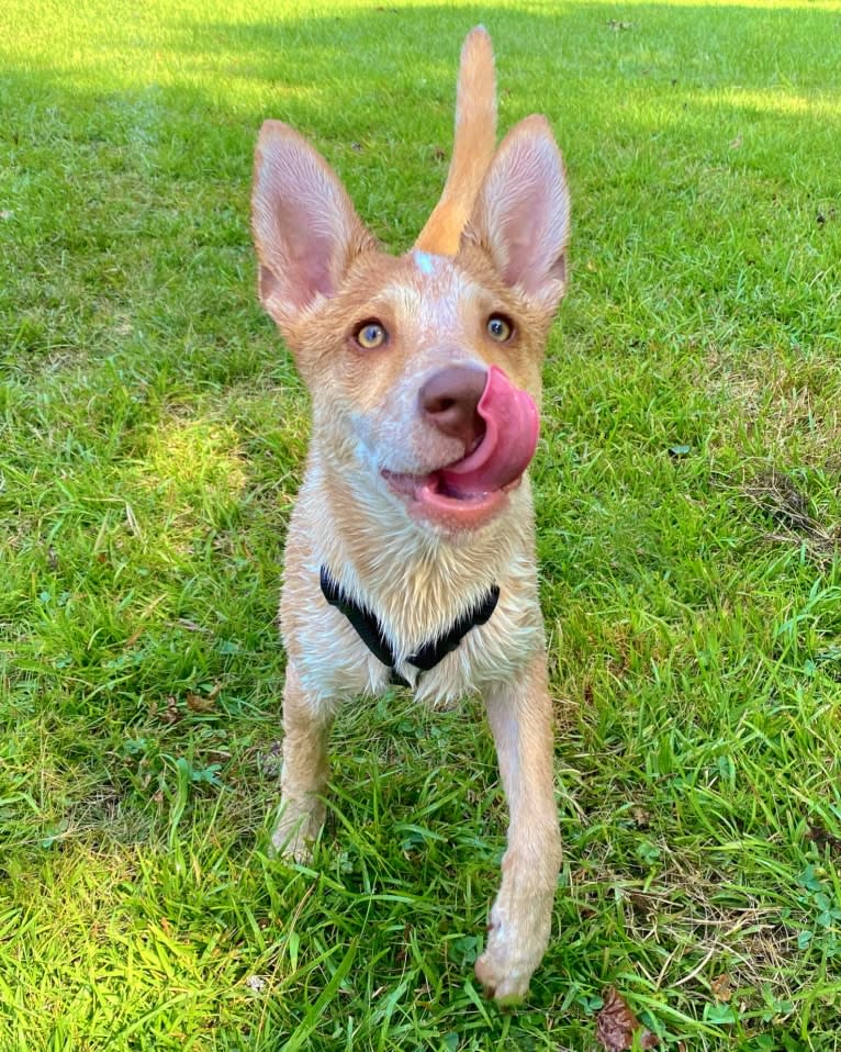 Lou, an Australian Cattle Dog and Australian Shepherd mix tested with EmbarkVet.com