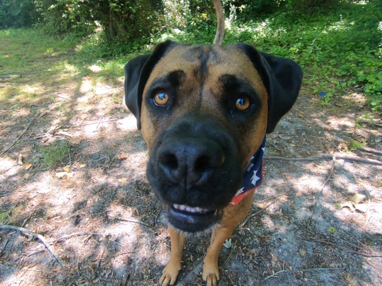 Zeus, a Boxer and American Pit Bull Terrier mix tested with EmbarkVet.com