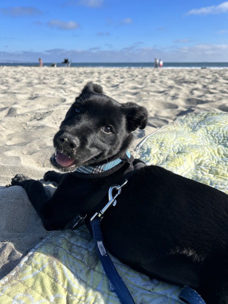 Rio, a Rottweiler and Golden Retriever mix tested with EmbarkVet.com