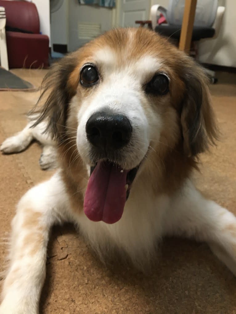 Captain, a Formosan Mountain Dog and Cocker Spaniel mix tested with EmbarkVet.com