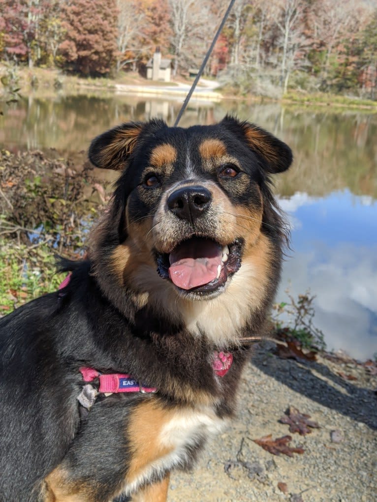 Felicia, a Chow Chow and Doberman Pinscher mix tested with EmbarkVet.com