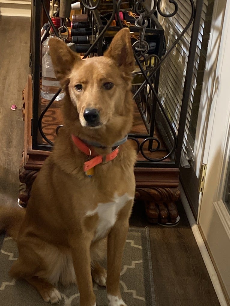 Buddy, a Siberian Husky and Golden Retriever mix tested with EmbarkVet.com