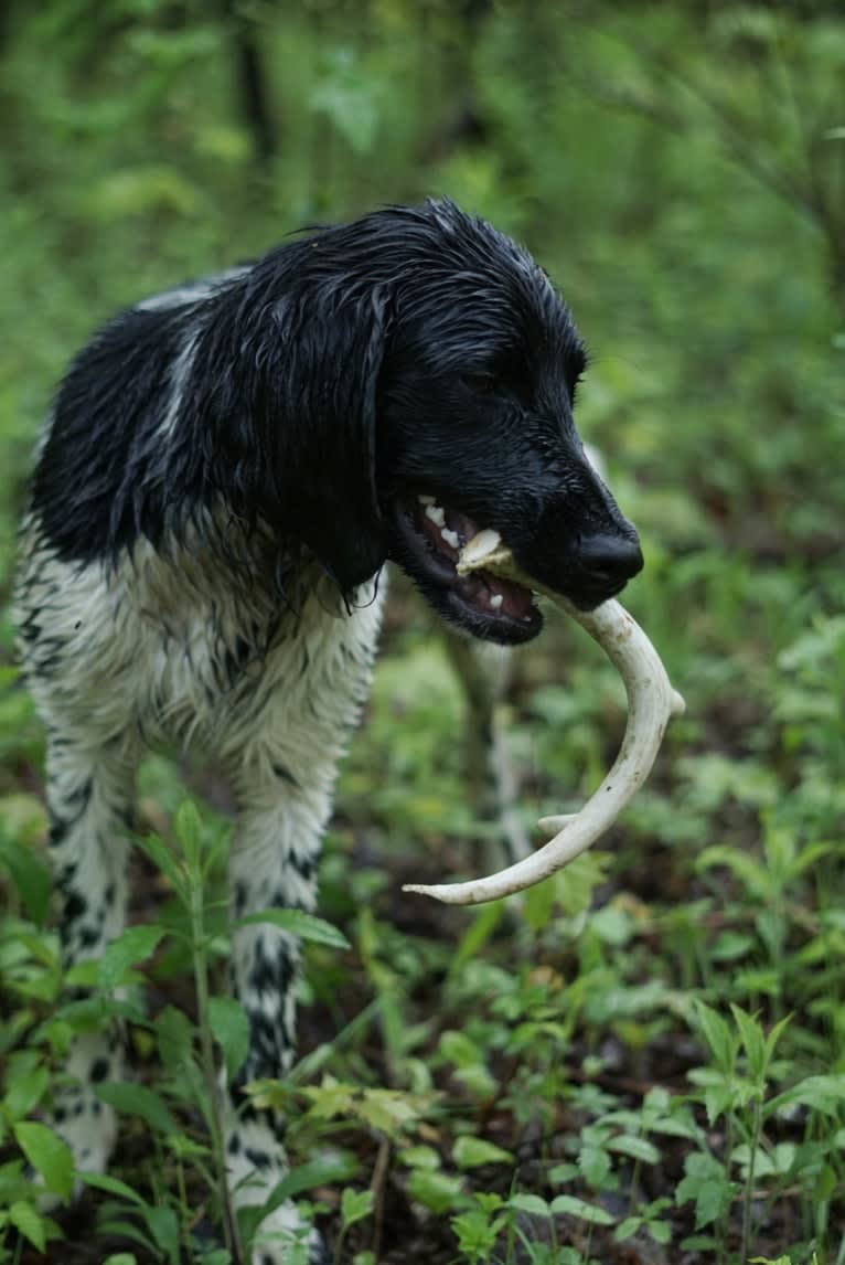 Otto, a Munsterlander (Large) tested with EmbarkVet.com