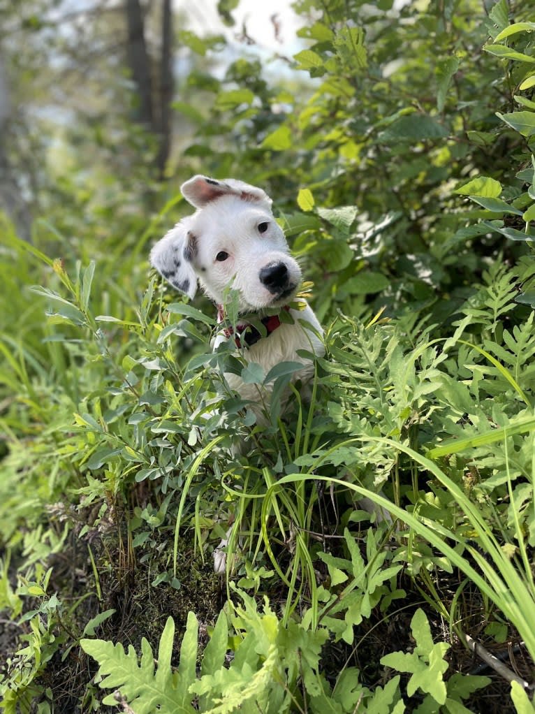 Stella, an American Pit Bull Terrier and Siberian Husky mix tested with EmbarkVet.com