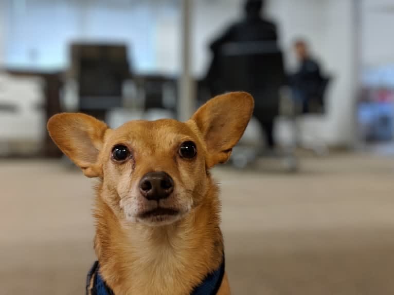Winslow, a Chihuahua and Miniature Pinscher mix tested with EmbarkVet.com