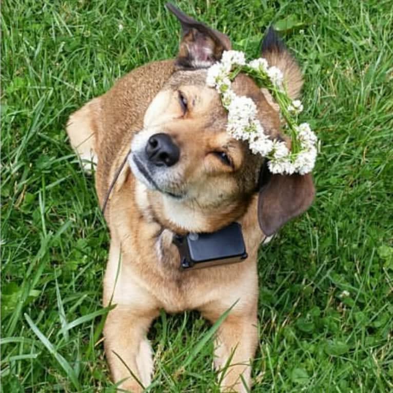 Maya, a Cocker Spaniel and American Pit Bull Terrier mix tested with EmbarkVet.com