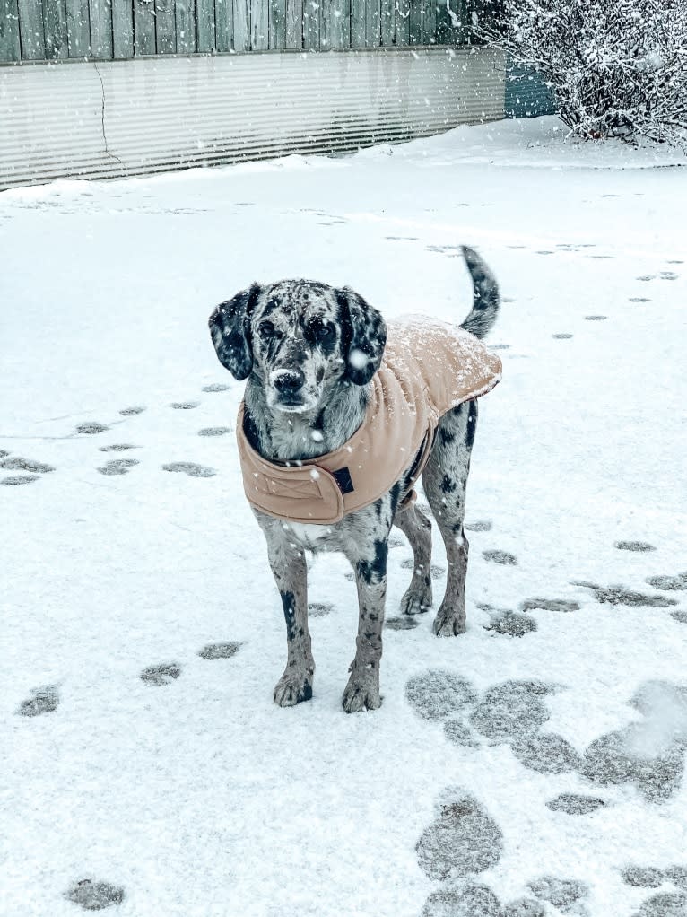 Roscoe, a Beagle and Labrador Retriever mix tested with EmbarkVet.com