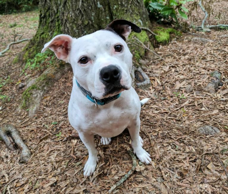 Earl, a Staffordshire Terrier and Australian Cattle Dog mix tested with EmbarkVet.com