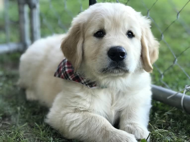 Totty, a Golden Retriever tested with EmbarkVet.com